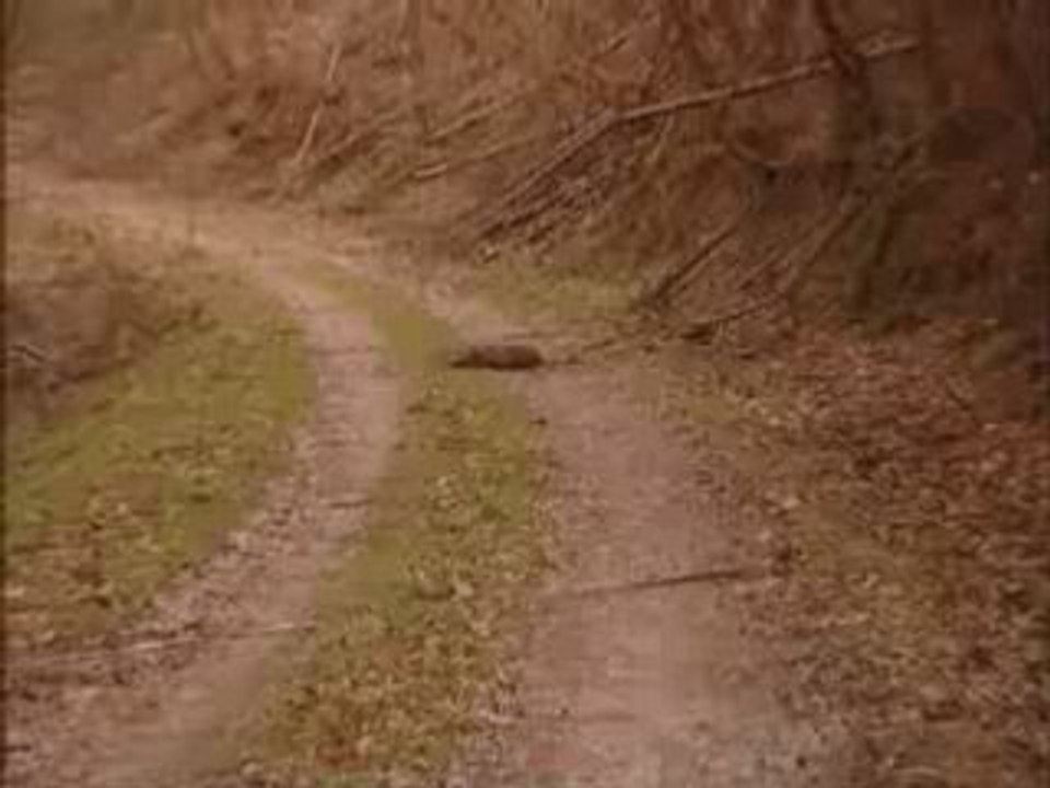 Des sangliers, des chiens et des hommes