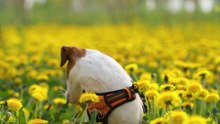 Beautiful dog