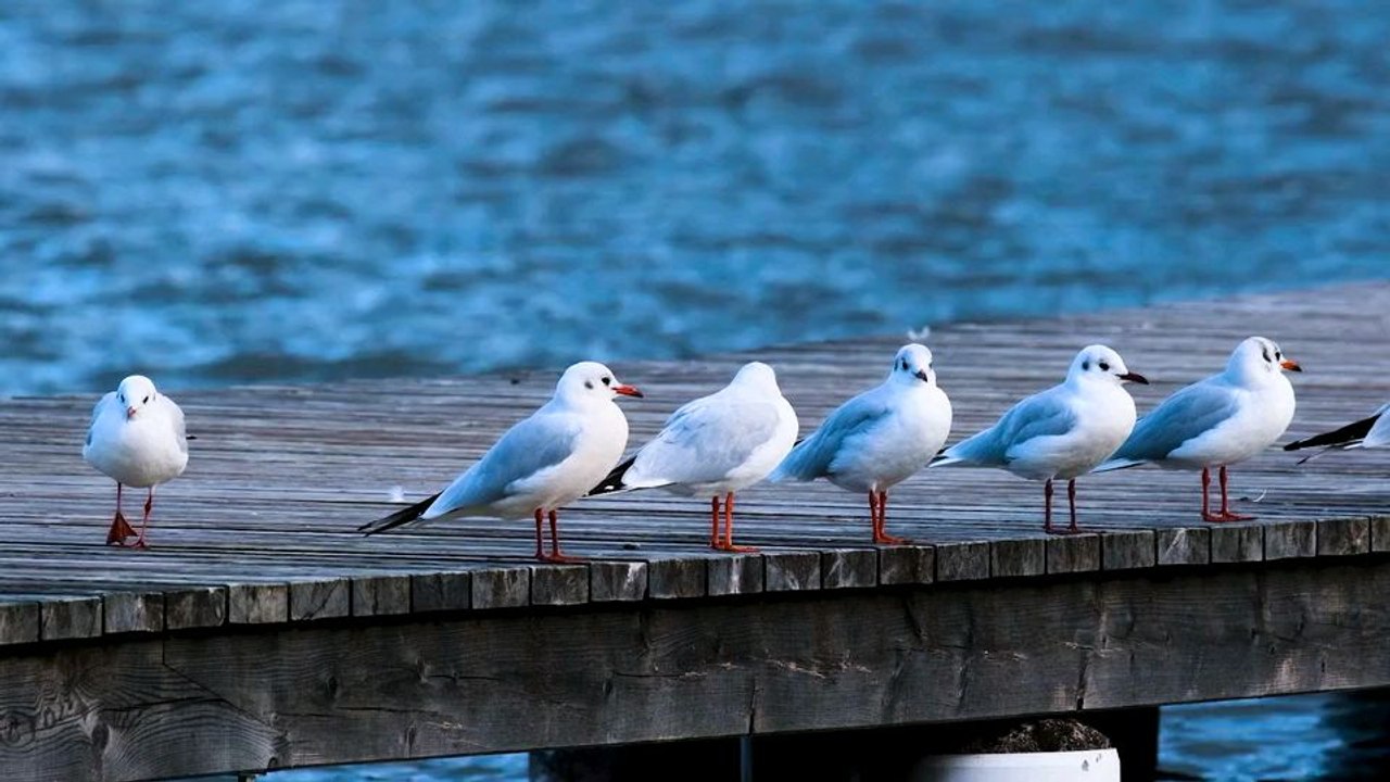 birds