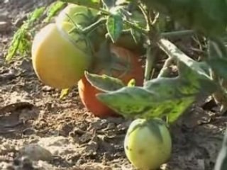 Divines Nourritures : La Cène en Trois Mondes ✝️