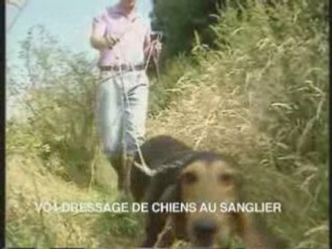 Dressage de chiens au sanglier