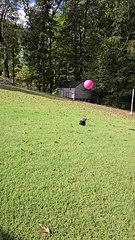 Boston Terrier Plays With Beach Ball
