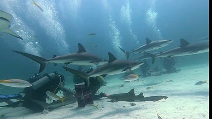 Scuba Divers Swim With Sharks in the Bahamas