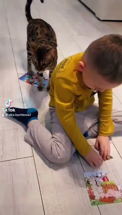 Cat Wants To Play With Son