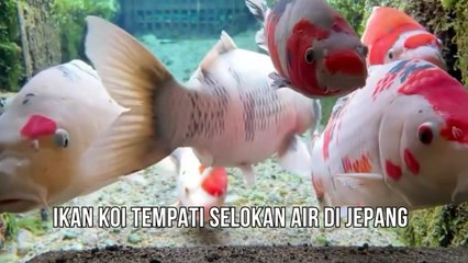 Ikan Koi Tempati Selokan Air di Jepang