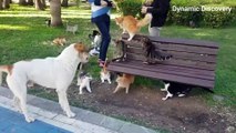 Instant karma Animals BEST Fails Animal AWESOME ✔