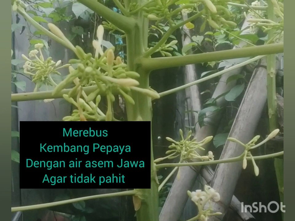 InShot_20240209_123604931 Merebus Kembang Pepaya dengan Asem Jawa agar tidak pahit