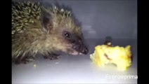 Il riccio Ugo che mangia torta di riso e uvetta. Hedgehog