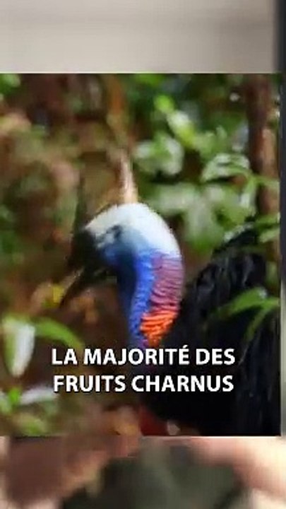 La raison ETONNANTE de L'EAU dans LES NOIX DE COCO !