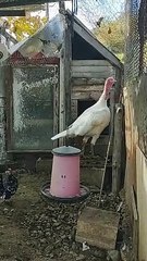 Organic Poultry Farm by SRB Farm