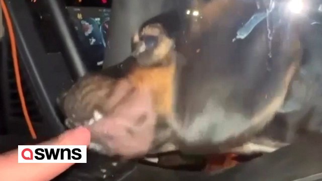 Der Welpe sperrt den Besitzer aus dem LKW aus, bevor er das Fenster herunterkurbelt, um ihn wieder hereinzulassen