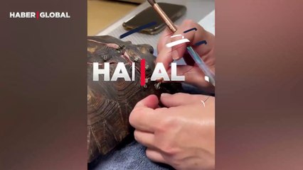 Kırılan kaplumbağanın kabuğunu böyle tamir etti