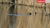 'Kuş Cenneti' Hürmetçi Sazlığı'nda 5 bin su kuşu sayıldı