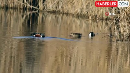 'Kuş Cenneti' Hürmetçi Sazlığı'nda 5 bin su kuşu sayıldı