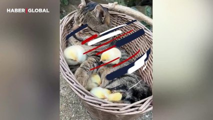 Civcivlere annelik yapan kedinin görüntüleri milyonlarca kez izlendi