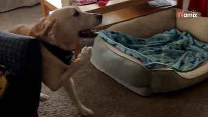 Un chien atteint d’un trouble neurologique revoit son sauveur : sa réaction est attendrissante