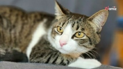 Malgré un comportement parfait, ce chat a été abandonné 3 fois : il est victime d'une véritable malchance