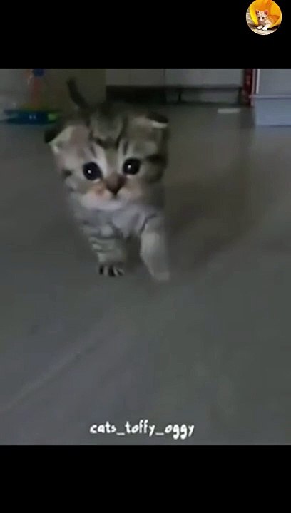 cutest kitten| cutest cat| so cute