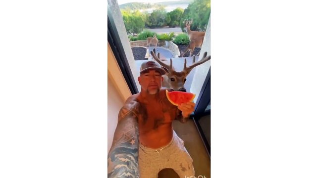 Funny CATS Funny Animals Animals Dancing Cute Cats all animal love ❤