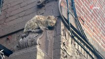 Un'associazione viene chiamata d'urgenza: c'è un gatto che sta per cadere da un tetto