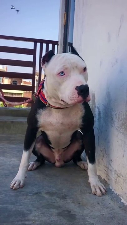 Pitdog