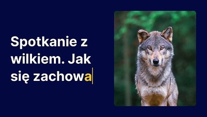 Spotkanie z wilkiem. Jak się zachować?