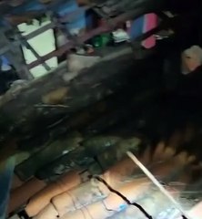 Vaca é resgata após cair em telhado de casa