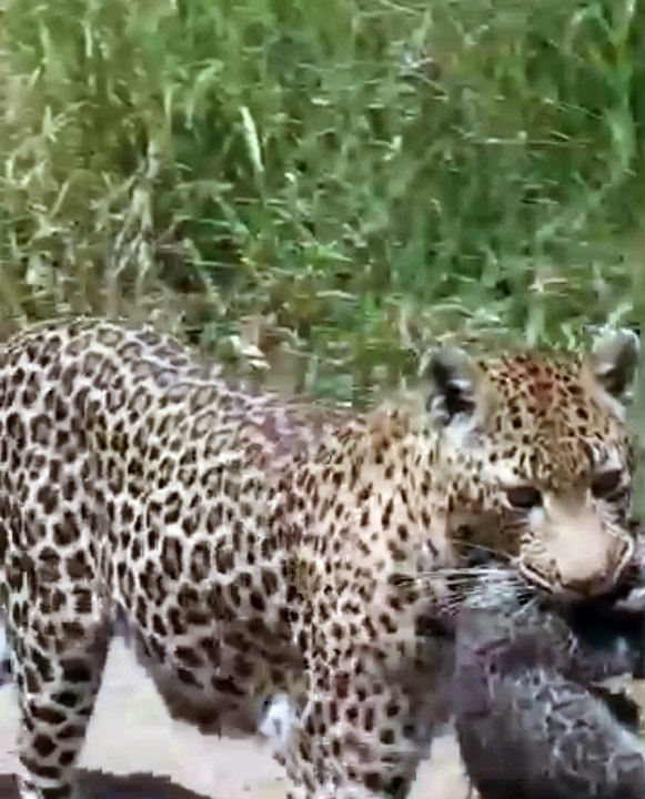Leopard Carries Newborn Cub