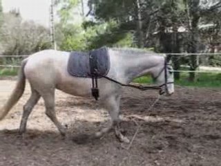 Paloma en longe rênes fixes