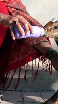 New born goat sucking my finger| funny animals|