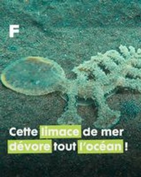 Une limace des mers carnivore ? Voici la mystérieuse Melibe viridis !