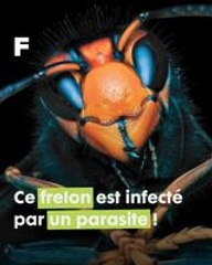 Extraction d'un parasite niché dans l'abdomen d'une femelle de frelon asiatique !
