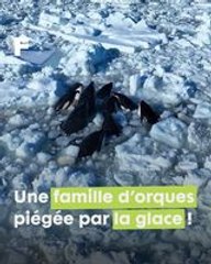 Une famille d'orques s'est retrouvée piégée dans les glaces japonaises !
