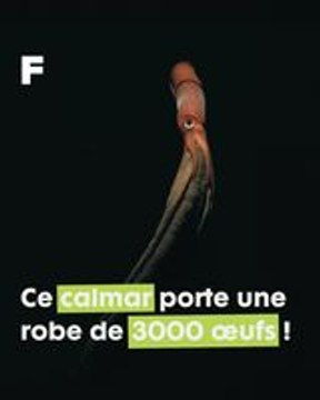 L'odyssée des calmars aux yeux noirs : secrets abyssaux et sacrifices maternels !