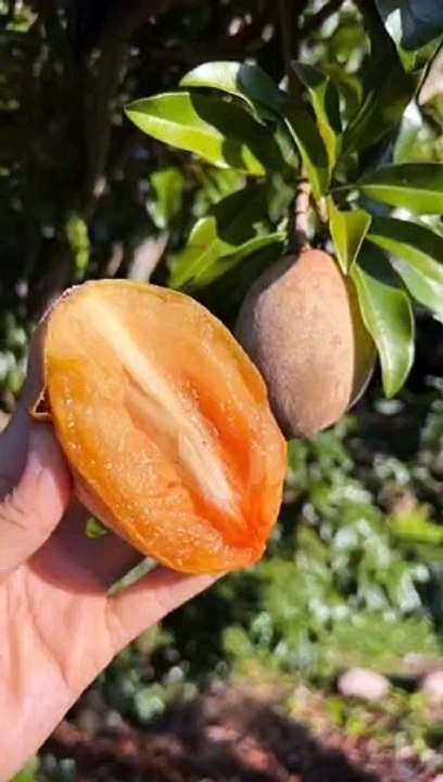 Benefits of Eating Sapodilla...
