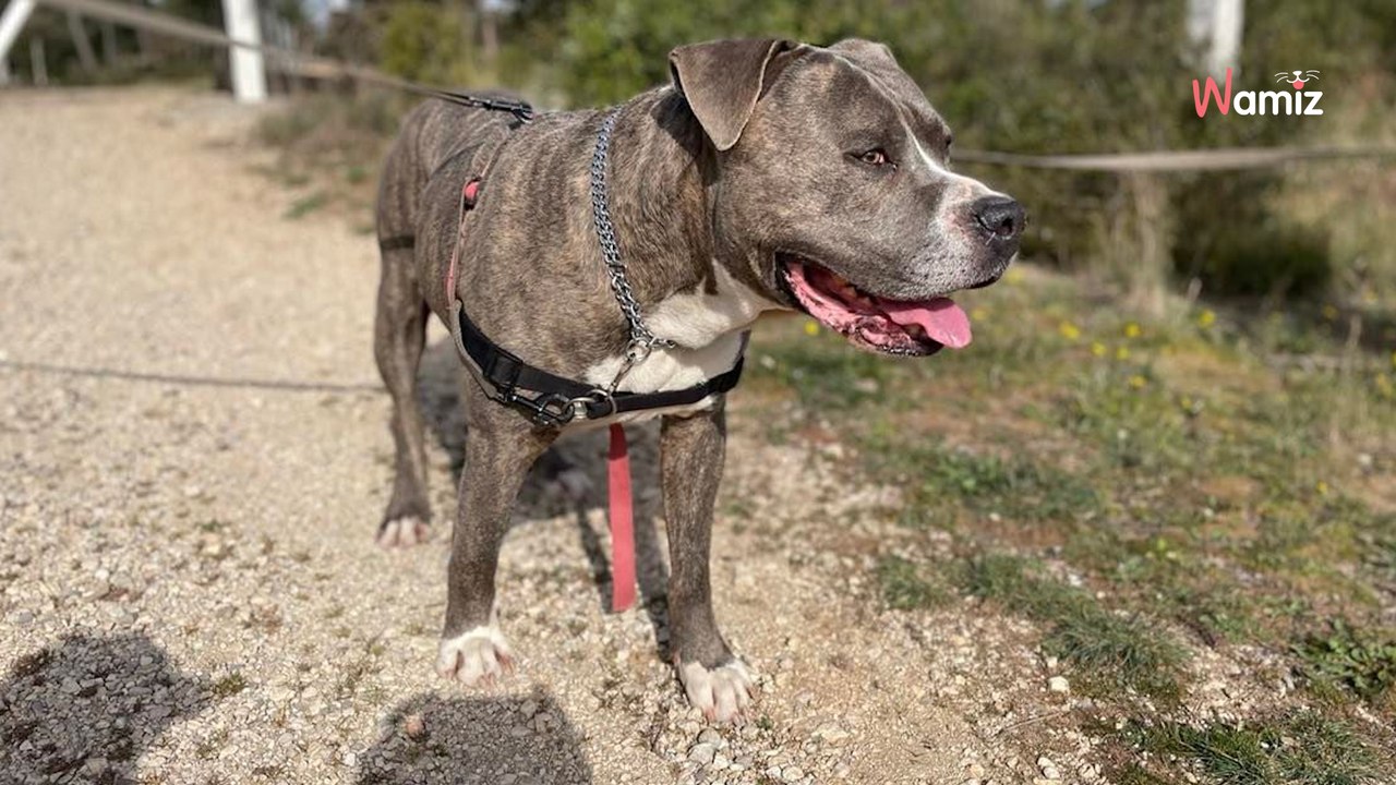 Adottano un cane che nessuno vuole. Qualche mese dopo, il rifugio trova le sue foto su Internet