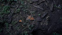 La mariposa monarca disminuye su presencia en México
