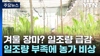 겨울 장마? 일조량 급감...농가 '직격탄' / YTN