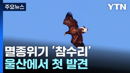 멸종위기 야생생물 ‘참수리' 울산에서 첫 발견 / YTN