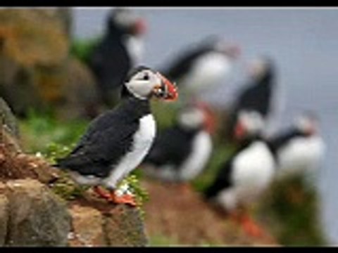 Puffins