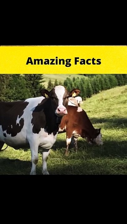Top 3 Amazing Facts Awesome#facts #shorts#FactBeast #viral #hindifacts
