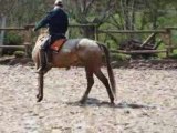 équitation éthologique : monter à cheval
