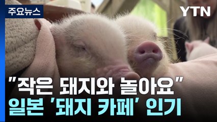 "개보다 작은 돼지와 놀아요"...日 마이크로 돼지 카페 인기 / YTN