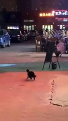 cat Cutest thing you'll see today