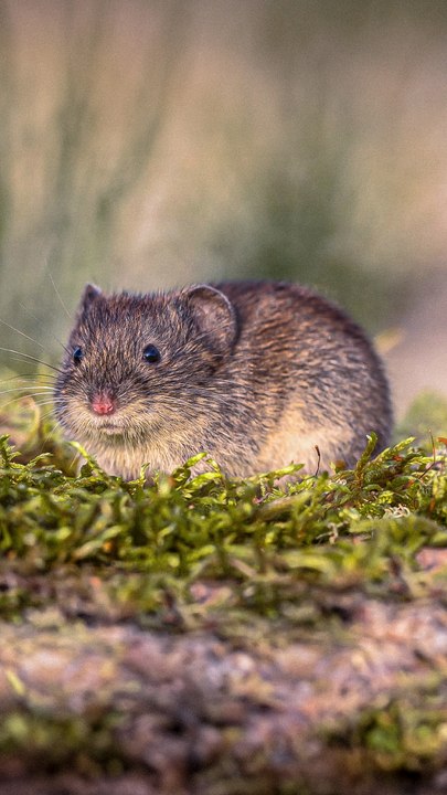 Ces petits rongeurs sont les champions de l'amour