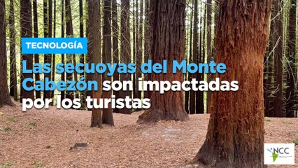 Las secuoyas del Monte Cabezón son impactadas por los turistas