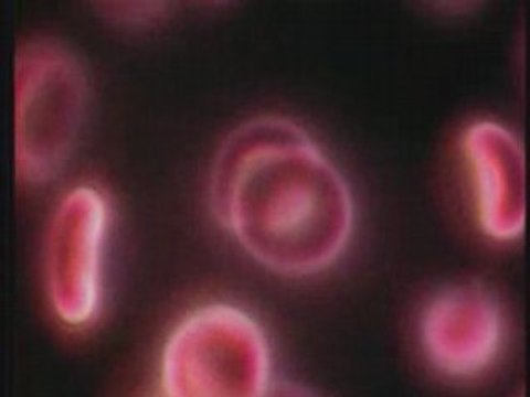 L'Encyclopedie du corps humain vol.2