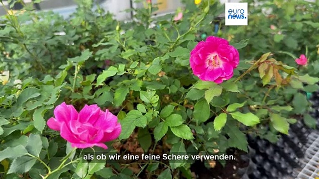 Gentechnik-Regeln in der EU: Was die geplanten Lockerungen bedeuten würden