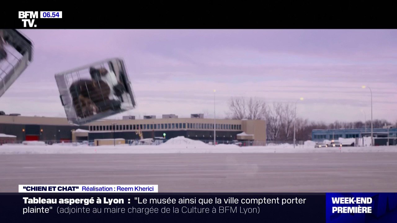 "Chien et Chat": une comédie familiale de Reem Kherici