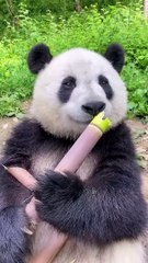 Gaya panda lagi makan bambu